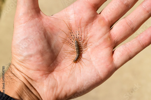 The Flycatcher. Scutigera Coleoptera lies on the person's palm. Centipede flycatcher, insect predator photo