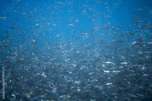Wallpaper Mural Marine sardine colony in blue ocean. Sea fish school undersea photo. Torontodigital.ca