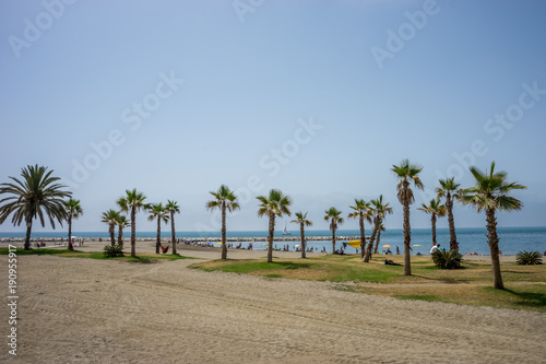 A collective bunch of palm trees at Malagueta beach in Malaga  Spain  Europe