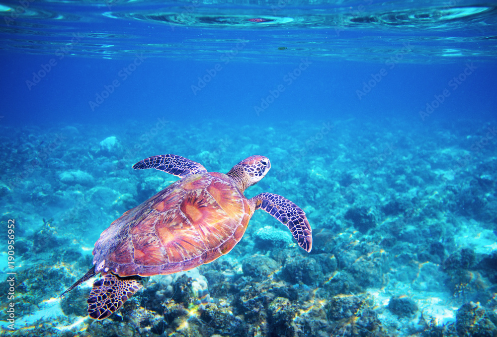 Obraz premium Sea tortoise in blue water above coral reef. Tropical sea nature of exotic island.