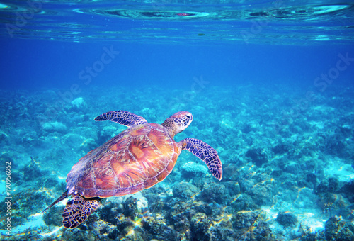 Sea tortoise in blue water above coral reef. Tropical sea nature of exotic island. © Elya.Q