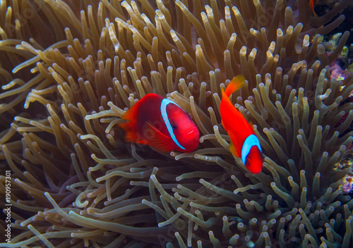 Clown fish in actinia. Orange Clownfish in anemone. Coral fish underwater photo.