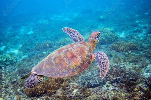 Sea turtle in blue water above coral reef. Tropical sea nature of exotic island.