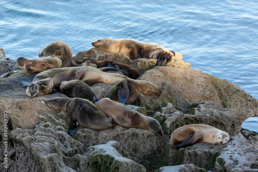 Fototapeta premium Sea lion lazy day