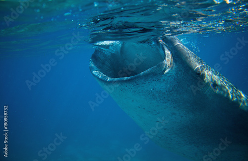 Whale shark open mouth underwater photo. Whale shark head closeup by sea surface.