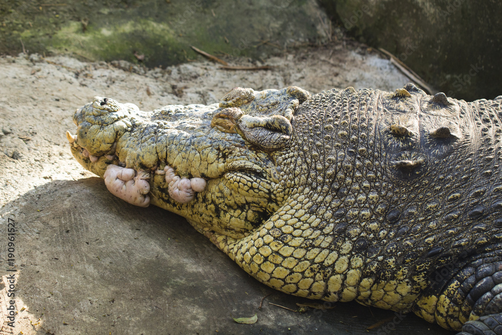 Old alligator head closeup photo. Crocodile sharp teeth and scaled skin.