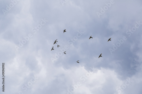 Ten white fluffy purebred doves fly in cloudy sky