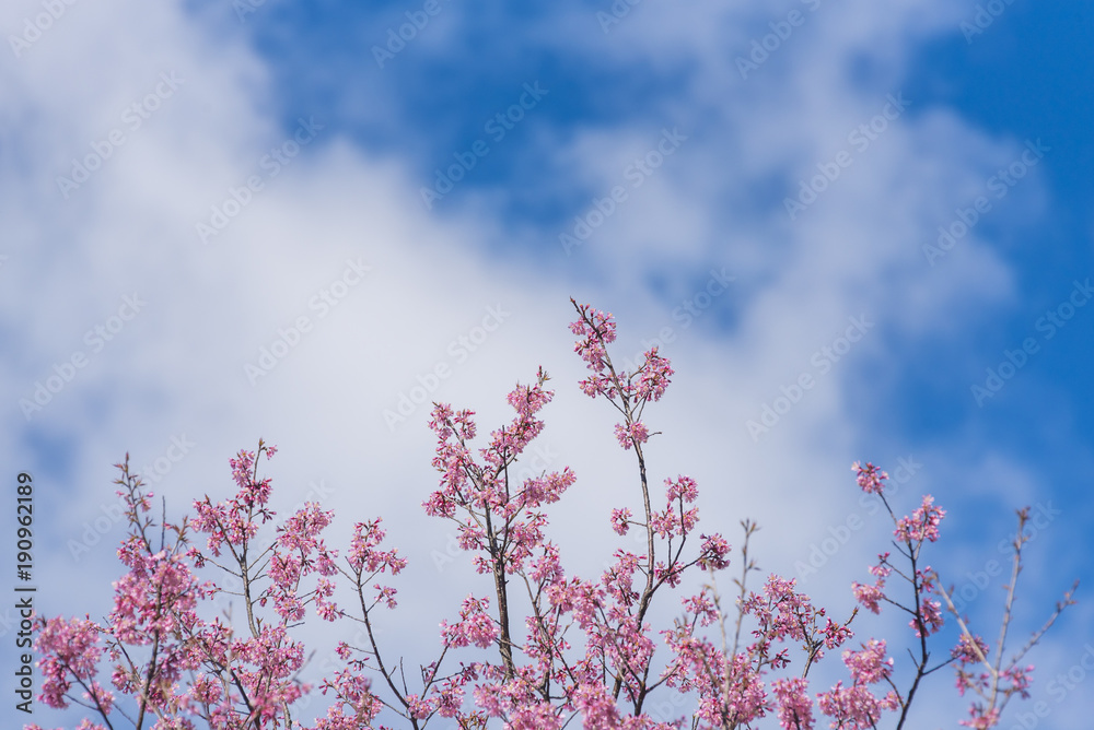 Beautiful pink Sakura cherry blossom, Chiang Mai, Thailand Beautiful pink Sakura cherry blossom, Chiang Mai, Thailand