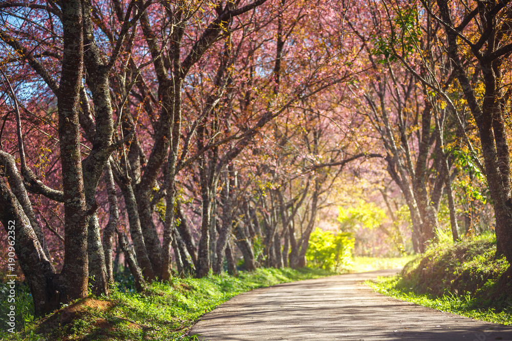 Pink Cherry Blossom Path through a beautiful road in soft light of sunset