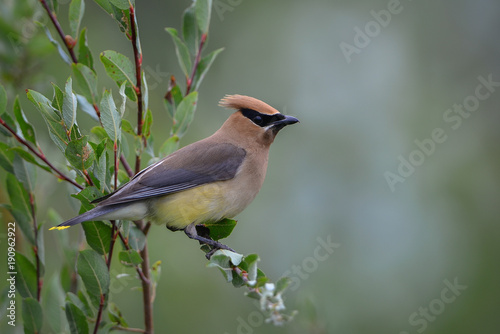 Photography Cedar Waxwing