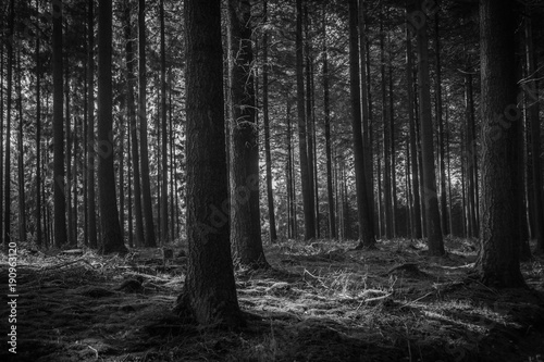Douglas Fir Forest in Black & White