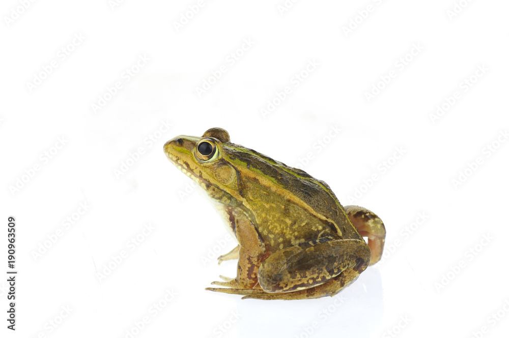 Naklejka premium Frog isolated on a white background