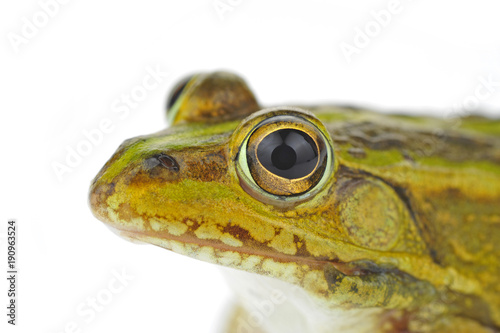 Frog isolated on a white background