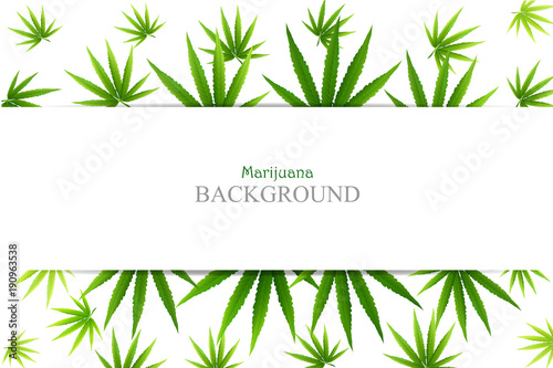 green cannabis leaf drug marijuana herb