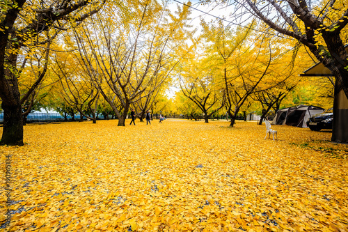 A beautiful scene covered with leaves of golden ginkgo trees.