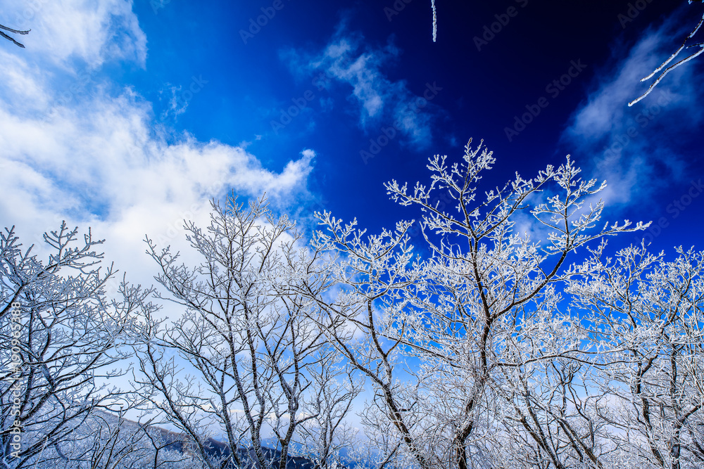 beautiful nature in winter, autumn with frost on trees beautiful nature in winter, autumn with frost on trees