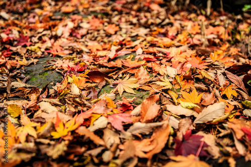 Beautiful nature scenes with fallen leaves at fall