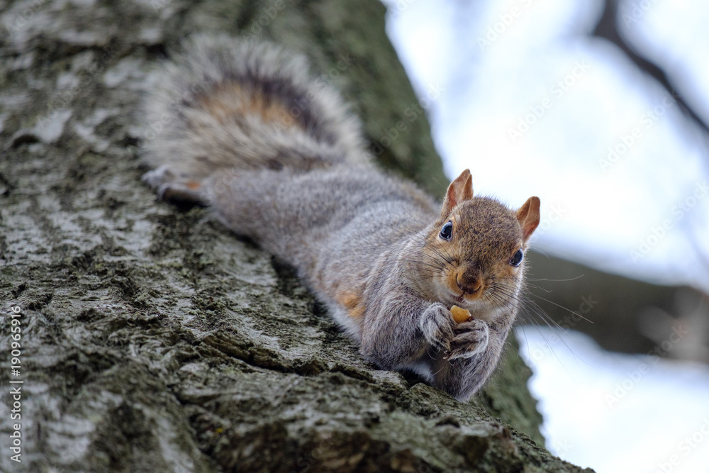 Gray squirrel eating nut on a tree trunk Gray squirrel eating nut on a tree trunk