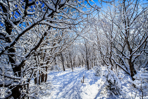 Beautiful nature scenes at winter