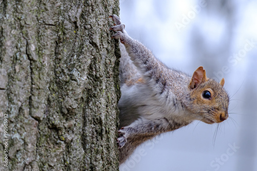 Gray squirrel climbing a tree