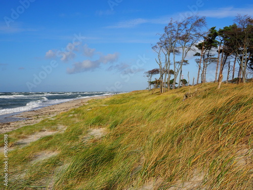 Darßer Weststrand, Nationalpark Vorpommersche Boddenlandschaft, Mecklenburg Vorpommern, Deutschland photo