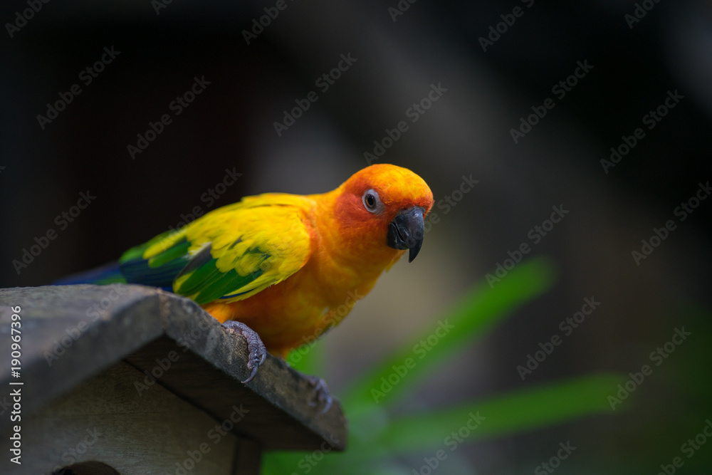 yellow parrot.