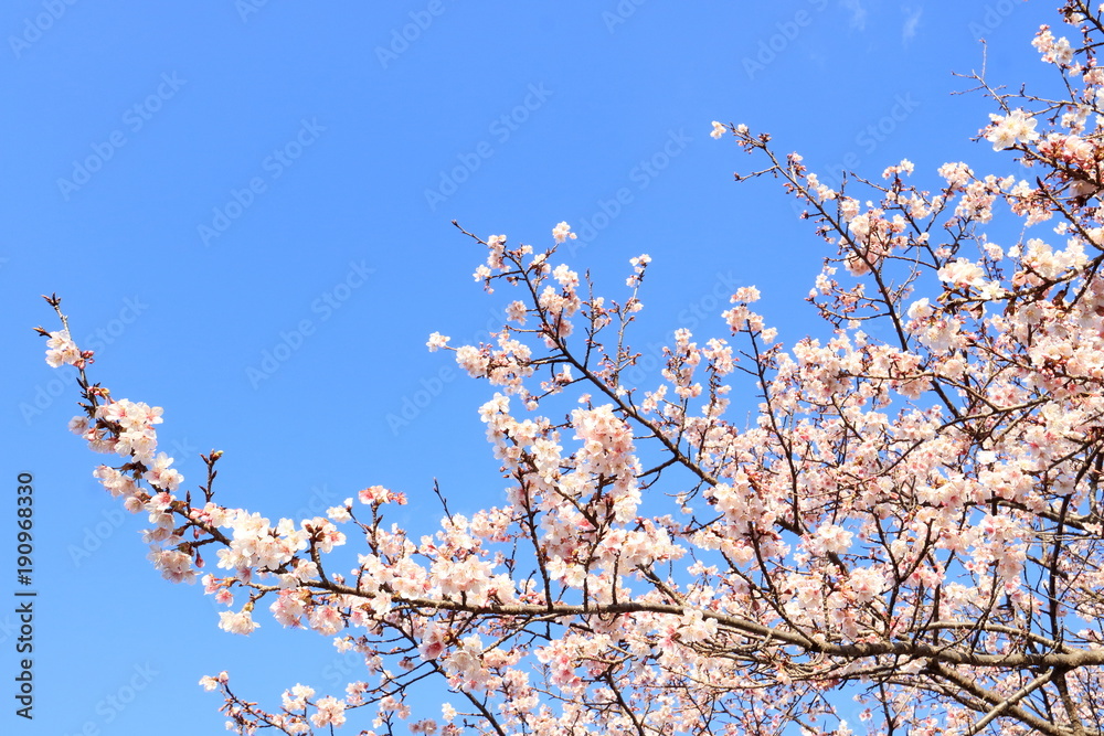 早咲き桜