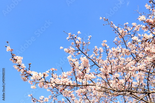 Obraz na płótnie 早咲き桜 w salonie
