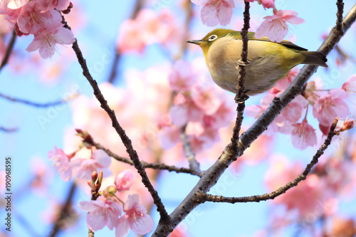 Obraz na płótnie 桜と目白 w salonie