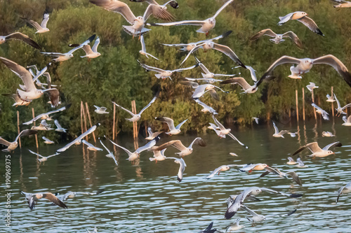 Flying Brown-headed gulls at Bang Poo,Samut Prakarn province,Thailand. photo