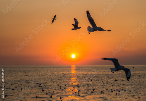 Flying Brown-headed gulls at Bang Poo,Samut Prakarn province,Thailand during sunset. photo