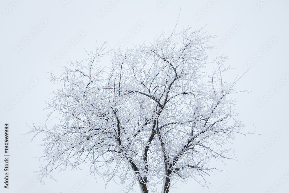 cold winter scenery with tree covered by snow