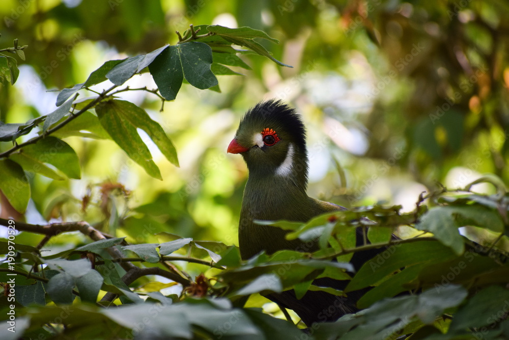 white-cheeked turaco (Tauraco leucotis) with a funny look white-cheeked turaco (Tauraco leucotis) with a funny look