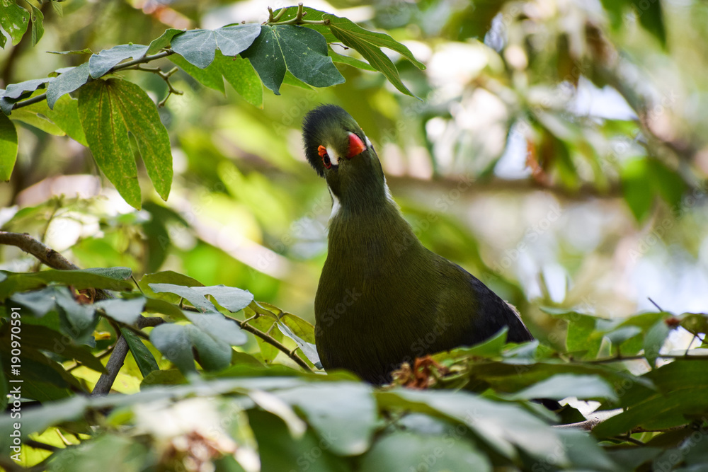 Fototapeta premium white-cheeked turaco (Tauraco leucotis) with a funny look