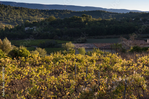 Grapevines in Autumn with fall foliage in Provence with wooded hills in the background. 