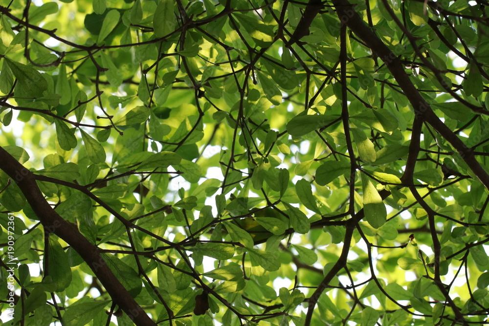 Light and shadow on green leaves