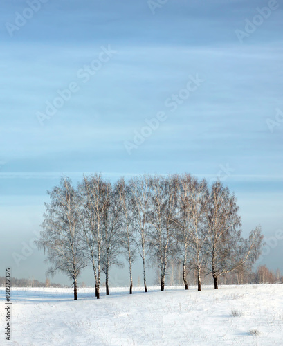 Beautiful winter landscape with a few birch trees on the snowy field