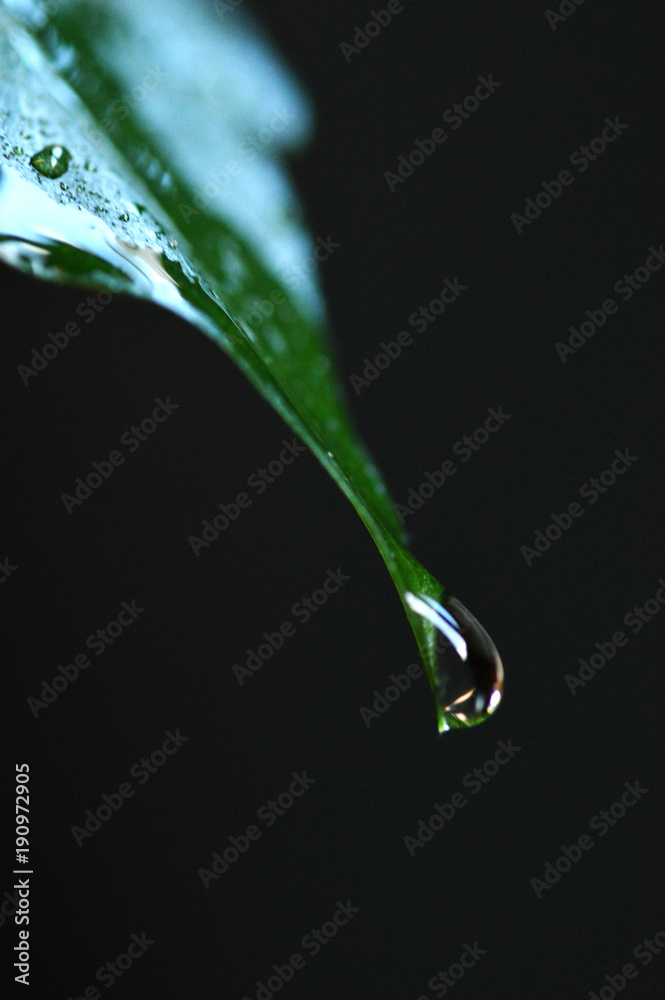 droplet on leaf