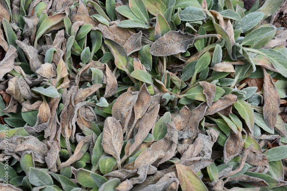 Lamb's Ear Lamb's Ear
