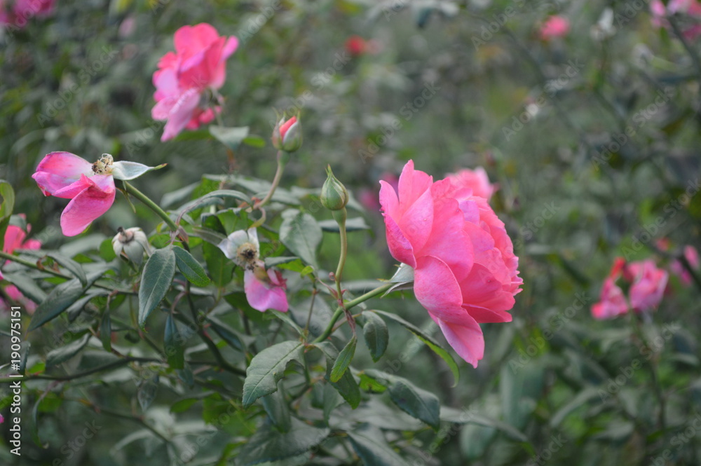 Beautiful flowers and roses with amazing colos and natural beauty!