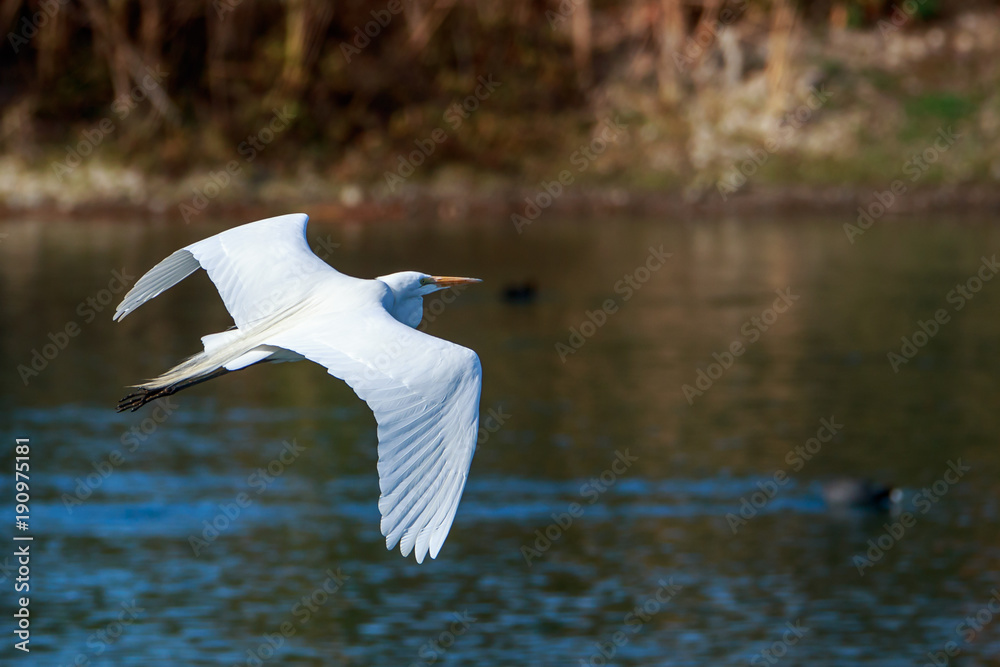 Great Egret Great Egret