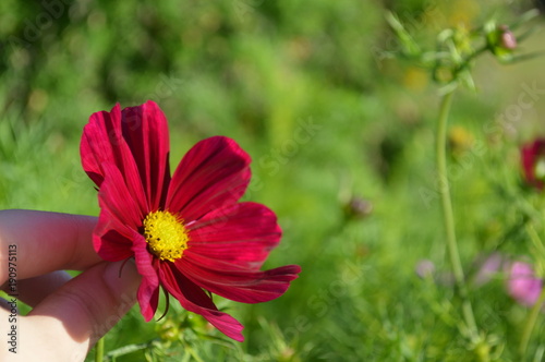 Beautiful flowers and roses with amazing colos and natural beauty 