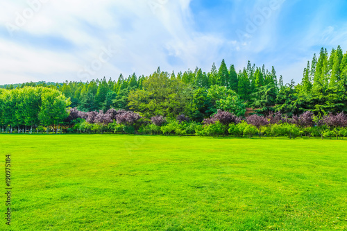 Green woods in the park