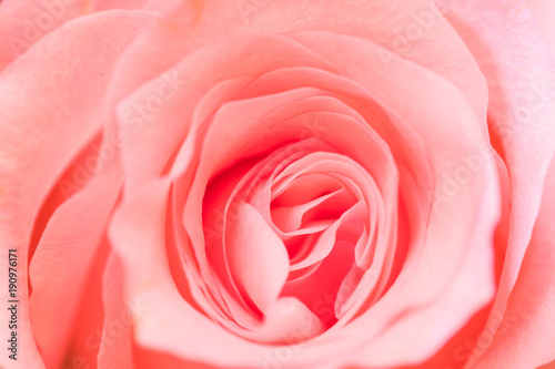 Close up Pink rose texture