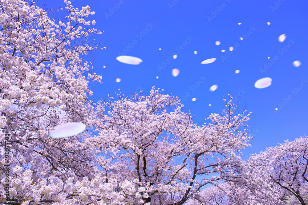 Fototapeta premium 桜吹雪