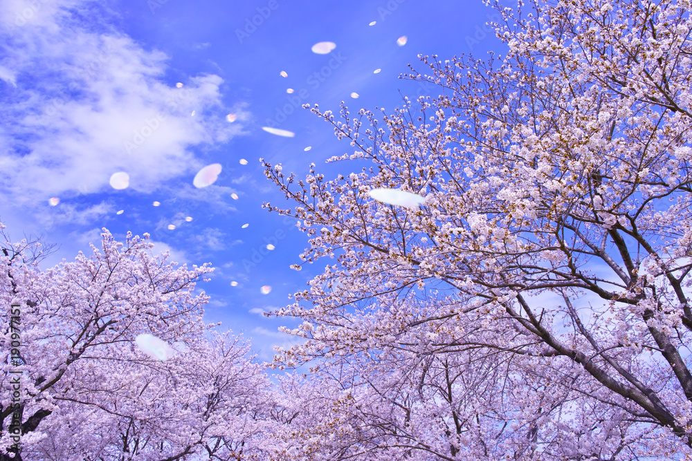 Fototapeta premium 桜吹雪