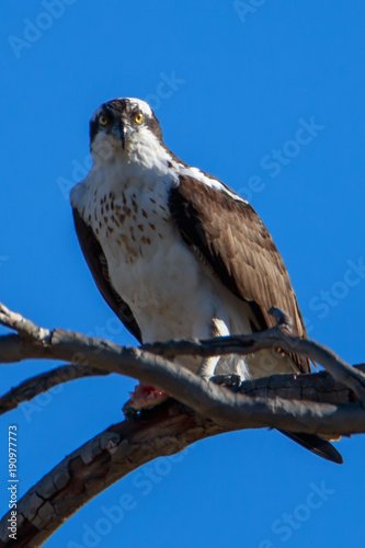 Osprey