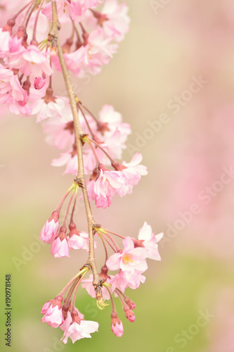 しだれ桜