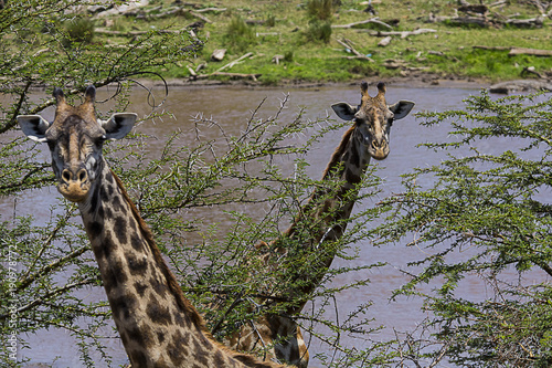 2 Geraffes Closeup Serengeti National Park Tanzania 9558 photo