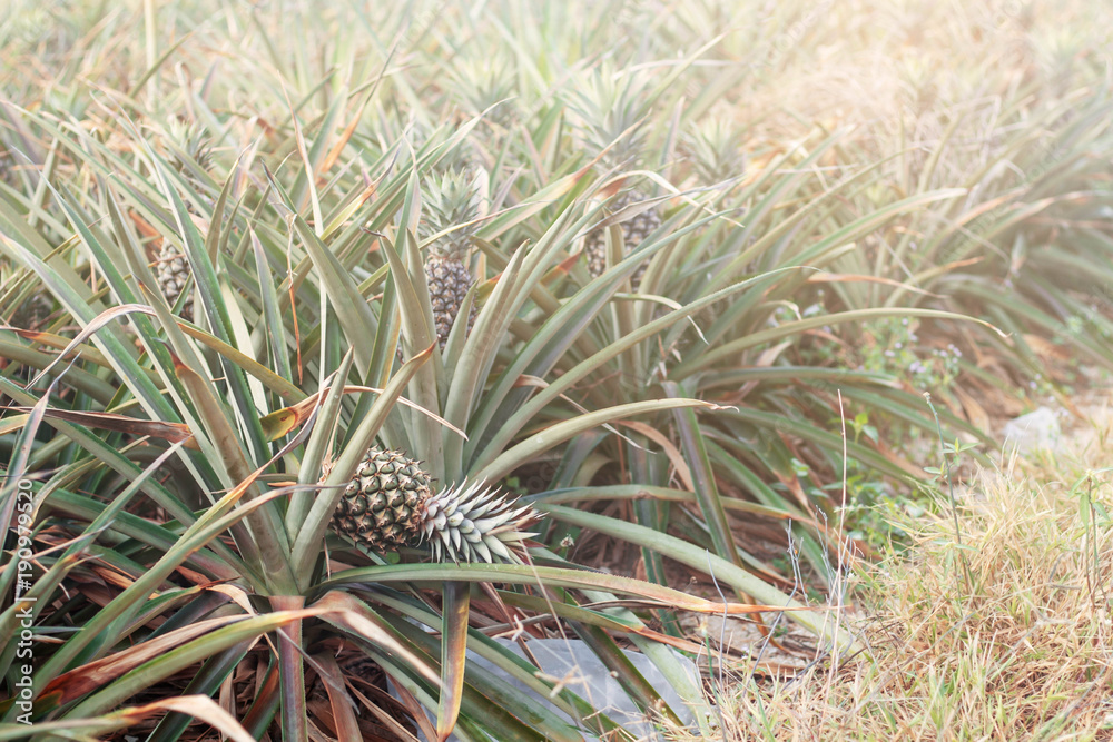 Pineapple fell on plots. Pineapple fell on plots.
